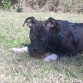 Buba (4 meses)